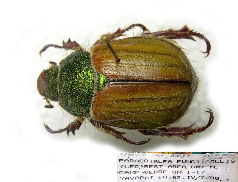 Paracotalpa puncticollis (LeConte, 1863)